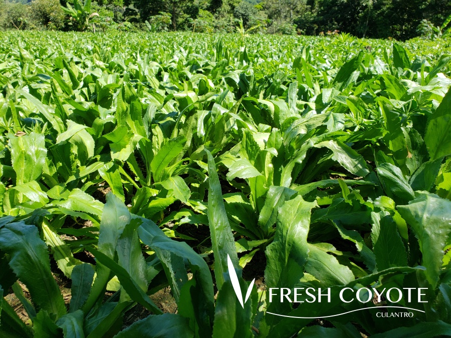 Fresh Coyote, Costa Rica