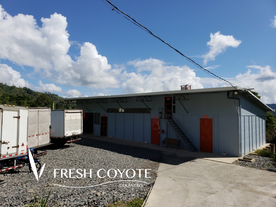 Fresh Coyote, Costa Rica